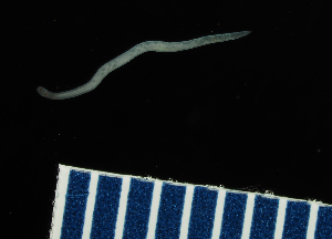  (Tetrastemma solspeculum - Hoplo_ETP084_SMPP0021)  @11 [ ] CreativeCommons  Attribution Non-Commercial Share-Alike (2019) Unspecified Smithsonian Tropical Research Institute