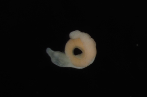  (Tubulanus albimaculatus - Palaeo_ETP081_SMPP0038)  @11 [ ] CreativeCommons  Attribution Non-Commercial Share-Alike (2019) Unspecified Smithsonian Tropical Research Institute