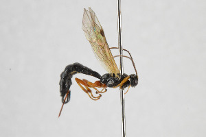  ( - NHMO-ENT-293843)  @11 [ ] CreativeCommons - Attribution Non-Commercial Share-Alike (2019) Unspecified University of Oslo, Natural History Museum