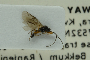 ( - NHMO-ENT-293009)  @11 [ ] CreativeCommons - Attribution Non-Commercial Share-Alike (2018) Unspecified University of Oslo, Natural History Museum