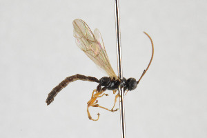  ( - NHMO-ENT-294631)  @13 [ ] CreativeCommons - Attribution Non-Commercial Share-Alike (2019) Unspecified University of Oslo, Natural History Museum