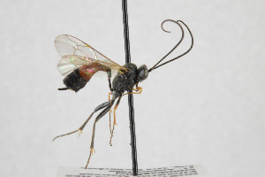  ( - NHMO-ENT-443445)  @11 [ ] CreativeCommons - Attribution Non-Commercial Share-Alike (2019) Unspecified University of Oslo, Natural History Museum