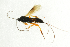 (Therophilus tumidulus - NHMO-ENT-292527)  @13 [ ] CreativeCommons - Attribution Non-Commercial Share-Alike (2018) Unspecified University of Oslo, Natural History Museum