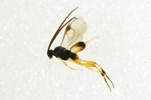  (Glyptapanteles aletta - NHMO-ENT-298253)  @13 [ ] CreativeCommons - Attribution Non-Commercial Share-Alike (2018) Unspecified University of Oslo, Natural History Museum
