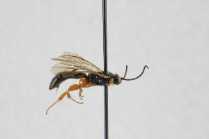  ( - NHMO-ENT-443514)  @11 [ ] CreativeCommons - Attribution Non-Commercial Share-Alike (2019) Unspecified University of Oslo, Natural History Museum