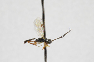  (Thaumatogelis femoralis - NHMO-ENT-510488)  @11 [ ] CreativeCommons - Attribution Non-Commercial Share-Alike (2019) Unspecified University of Oslo, Natural History Museum