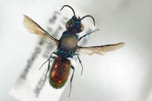  ( - HYMNI1782)  @12 [ ] CreativeCommons - Attribution Non-Commercial Share-Alike (2016) Arnstein Staverlokk Norwegian Institute of Nature Research