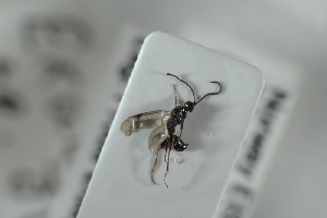  ( - HYMNI2543)  @11 [ ] CreativeCommons - Attribution Non-Commercial Share-Alike (2018) Arnstein Staverlokk Norwegian Institute of Nature Research