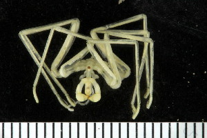  (Pseudopallene longicollis - ZMBN_104952)  @11 [ ] CreativeCommons - Attribution Non-Commercial Share-Alike (2016) University of Bergen Natural History Collections