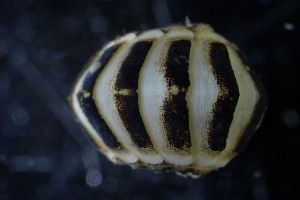  ( - ZMBN-146769)  @11 [ ] Creative Commons BY NC SA (2022) University of Bergen Natural History Collections