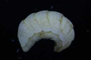  ( - ZMBN-146770)  @11 [ ] Creative Commons BY NC SA (2022) University of Bergen Natural History Collections