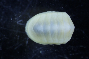  ( - ZMBN-146771)  @11 [ ] Creative Commons BY NC SA (2022) University of Bergen Natural History Collections