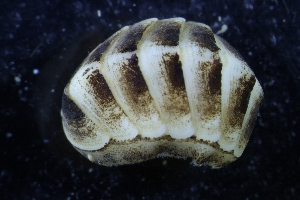  ( - ZMBN-146772)  @11 [ ] Creative Commons BY NC SA (2022) University of Bergen Natural History Collections