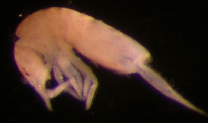  (Pseudosinella sexoculata - Norcoll-110)  @12 [ ] CreativeCommons - Attribution Non-Commercial Share-Alike (2014) Arne Fjellberg Arne Fjellberg Entomological Research