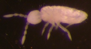  (Pseudosinella halophila - Norcoll-130)  @12 [ ] CreativeCommons - Attribution Non-Commercial Share-Alike (2014) Arne Fjellberg Arne Fjellberg Entomological Research