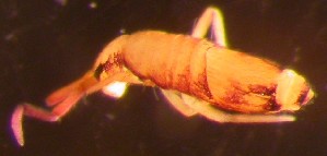  (Entomobrya nicoleti - Norcoll-155)  @12 [ ] CreativeCommons - Attribution Non-Commercial Share-Alike (2014) Arne Fjellberg Arne Fjellberg Entomological Research