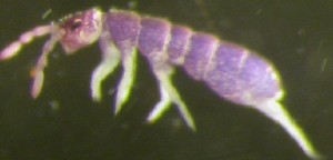  (Desoria tolya - Norcoll-171)  @12 [ ] CreativeCommons - Attribution Non-Commercial Share-Alike (2014) Arne Fjellberg Arne Fjellberg Entomological Research