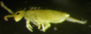  (Entomobrya lanuginosa - Nordcoll-399)  @12 [ ] CreativeCommons - Attribution Non-Commercial Share-Alike (2015) Arne Fjellberg Arne Fjellberg Entomological Research