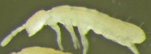  (Folsomia ciliata - Nordcoll-236)  @12 [ ] CreativeCommons - Attribution Non-Commercial Share-Alike (2015) Arne Fjellberg Arne Fjellberg Entomological Research