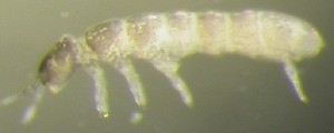  ( - Nordcoll-278)  @12 [ ] CreativeCommons - Attribution Non-Commercial Share-Alike (2015) Arne Fjellberg Arne Fjellberg Entomological Research