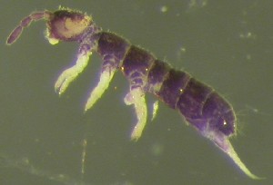  ( - Nordcoll-287)  @11 [ ] CreativeCommons - Attribution Non-Commercial Share-Alike (2015) Arne Fjellberg Arne Fjellberg Entomological Research
