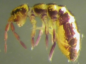 (Isotomurus plumosus - Nordcoll-306)  @12 [ ] CreativeCommons - Attribution Non-Commercial Share-Alike (2015) Arne Fjellberg Arne Fjellberg Entomological Research