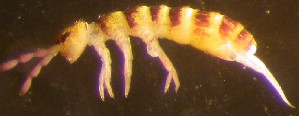  (Isotomurus gallicus - Nordcoll-476)  @12 [ ] CreativeCommons - Attribution Non-Commercial Share-Alike (2015) Arne Fjellberg Arne Fjellberg Entomological Research