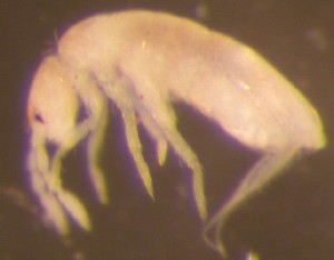  ( - Nordcoll-495)  @11 [ ] CreativeCommons - Attribution Non-Commercial Share-Alike (2015) Arne Fjellberg Arne Fjellberg Entomological Research
