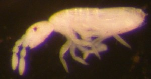  ( - Nordcoll-497)  @11 [ ] CreativeCommons - Attribution Non-Commercial Share-Alike (2015) Arne Fjellberg Arne Fjellberg Entomological Research