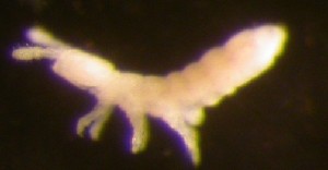  ( - Nordcoll-502)  @11 [ ] CreativeCommons - Attribution Non-Commercial Share-Alike (2015) Arne Fjellberg Arne Fjellberg Entomological Research