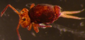  ( - Nordcoll-504)  @11 [ ] CreativeCommons - Attribution Non-Commercial Share-Alike (2015) Arne Fjellberg Arne Fjellberg Entomological Research