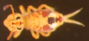  ( - Nordcoll-521)  @11 [ ] CreativeCommons - Attribution Non-Commercial Share-Alike (2015) Arne Fjellberg Arne Fjellberg Entomological Research