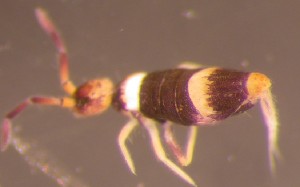  ( - Nordcoll-527)  @12 [ ] CreativeCommons - Attribution Non-Commercial Share-Alike (2015) Arne Fjellberg Arne Fjellberg Entomological Research