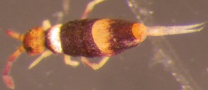  ( - Nordcoll-528)  @12 [ ] CreativeCommons - Attribution Non-Commercial Share-Alike (2015) Arne Fjellberg Arne Fjellberg Entomological Research