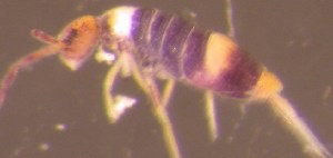  ( - Nordcoll-529)  @12 [ ] CreativeCommons - Attribution Non-Commercial Share-Alike (2015) Arne Fjellberg Arne Fjellberg Entomological Research