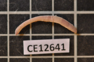  ( - CE12641)  @13 [ ] CreativeCommons - Attribution Non-Commercial Share-Alike (2011) Department of Zoology, University of Gothenburg Department of Zoology, University of Gothenburg