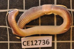  (Lumbricus rubellus CEK - CE12736)  @11 [ ] CreativeCommons - Attribution Non-Commercial Share-Alike (2011) Department of Zoology, University of Gothenburg Department of Zoology, University of Gothenburg