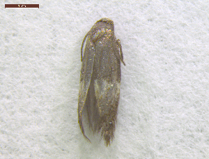  ( - NORIN_330_2013)  @12 [ ] CreativeCommons - Attribution Non-Commercial Share-Alike (2013) Unspecified Bioforsk