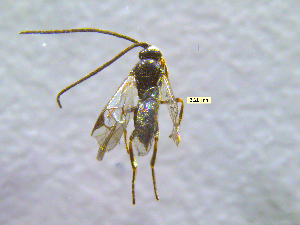 ( - NORIN_91-1_2013)  @13 [ ] CreativeCommons - Attribution Non-Commercial Share-Alike (2013) Unspecified Bioforsk