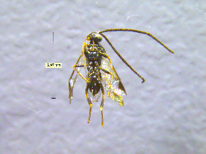  ( - NORIN_91-1_2013)  @13 [ ] CreativeCommons - Attribution Non-Commercial Share-Alike (2013) Unspecified Bioforsk
