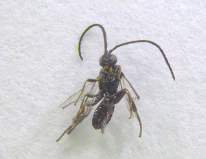  ( - NORIN_91-2_2013)  @13 [ ] CreativeCommons - Attribution Non-Commercial Share-Alike (2013) Unspecified Bioforsk