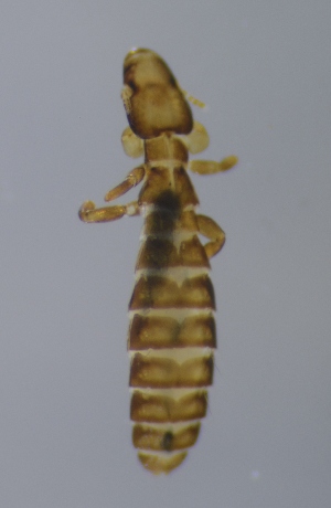 ( - NHMO-DAR-4685)  @12 [ ] CreativeCommons - Attribution Non-Commercial Share-Alike (2015) Arild Johnsen University of Oslo, Natural History Museum