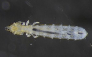  (Brueelia gracilis - NHMO-DAR-16738)  @11 [ ] by (2022) Unspecified University of Oslo, Natural History Museum