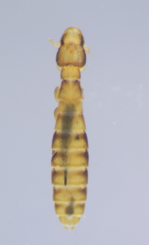  ( - NHMO-DAR-4467)  @12 [ ] CreativeCommons - Attribution Non-Commercial Share-Alike (2015) Arild Johnsen University of Oslo, Natural History Museum
