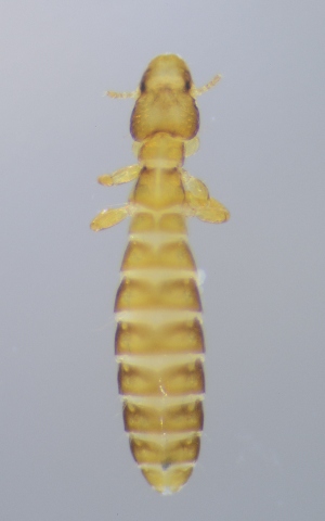  (Lunaceps limosella limosae - NHMO-DAR-4533)  @13 [ ] CreativeCommons - Attribution Non-Commercial Share-Alike (2015) Arild Johnsen University of Oslo, Natural History Museum