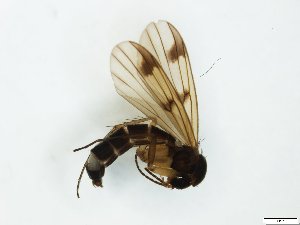  (Mycetophila zetterstedtii - TSZD-JKJ-101495)  @13 [ ] CreativeCommons - Attribution Non-Commercial Share-Alike (2015) Unspecified Tromso University Museum