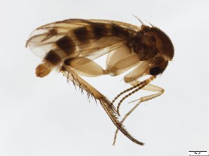  (Mycetophila confluens - TSZD-JKJ-101547)  @14 [ ] CreativeCommons - Attribution Non-Commercial Share-Alike (2015) Unspecified Tromso University Museum