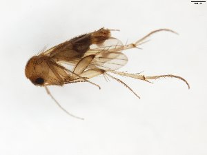  (Mycetophila magnicauda - TSZD-JKJ-101582)  @13 [ ] CreativeCommons - Attribution Non-Commercial Share-Alike (2016) Unspecified Tromso University Museum