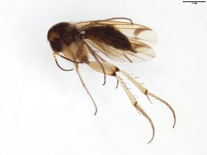  (Mycetophila dentata - TSZD-JKJ-101604)  @12 [ ] CreativeCommons - Attribution Non-Commercial Share-Alike (2016) Unspecified Tromso University Museum