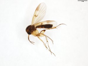  (Mycetophila stylata - TSZD-JKJ-101806)  @13 [ ] CreativeCommons - Attribution Non-Commercial Share-Alike (2016) Unspecified Tromso University Museum